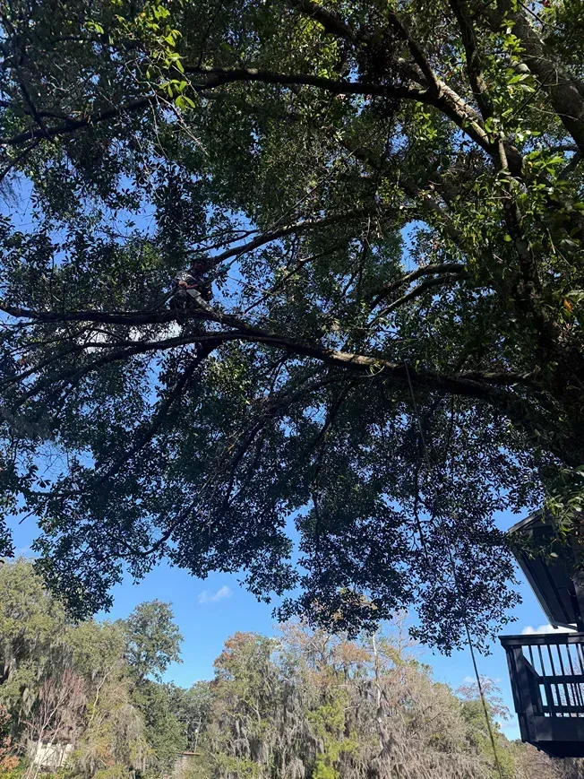 Tree canopy framing a bright blue sky, with a wooden balcony railing at right.