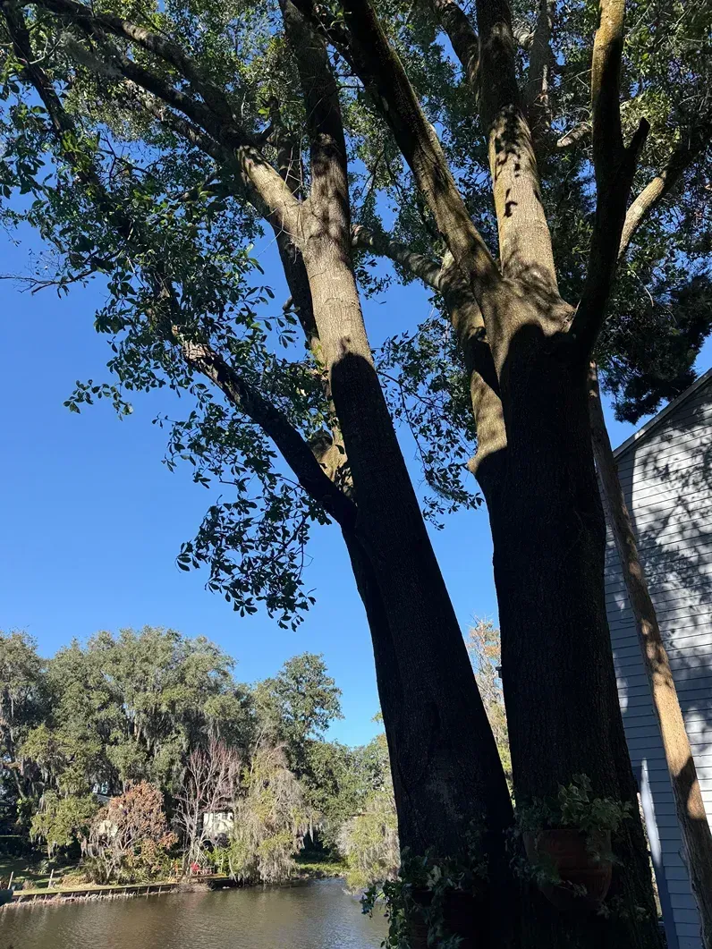 Tall trees over a calm lake under a bright blue sky with a distant shoreline