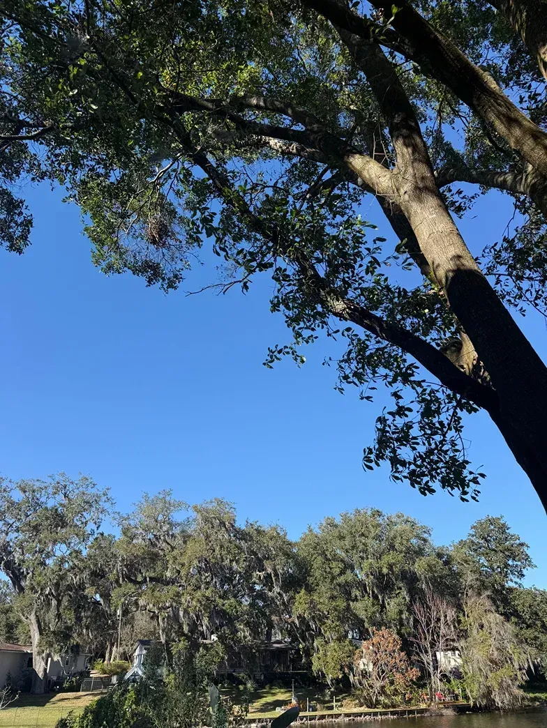 Tall tree branches framing a bright blue sky over a wooded landscape with Spanish moss and sunlit trees