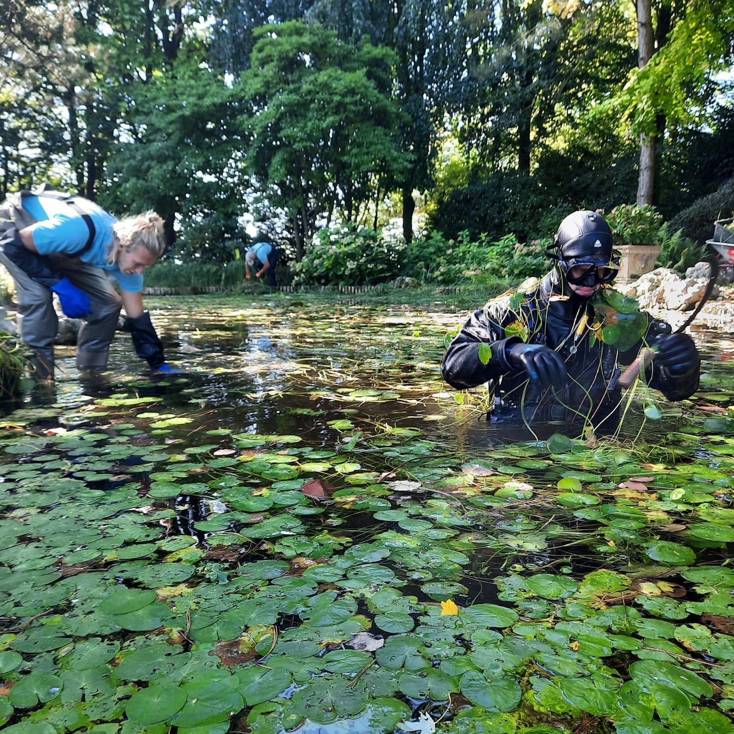 Menschen im Wasser reinigen einen Seerosenteich. Waldkulisse.