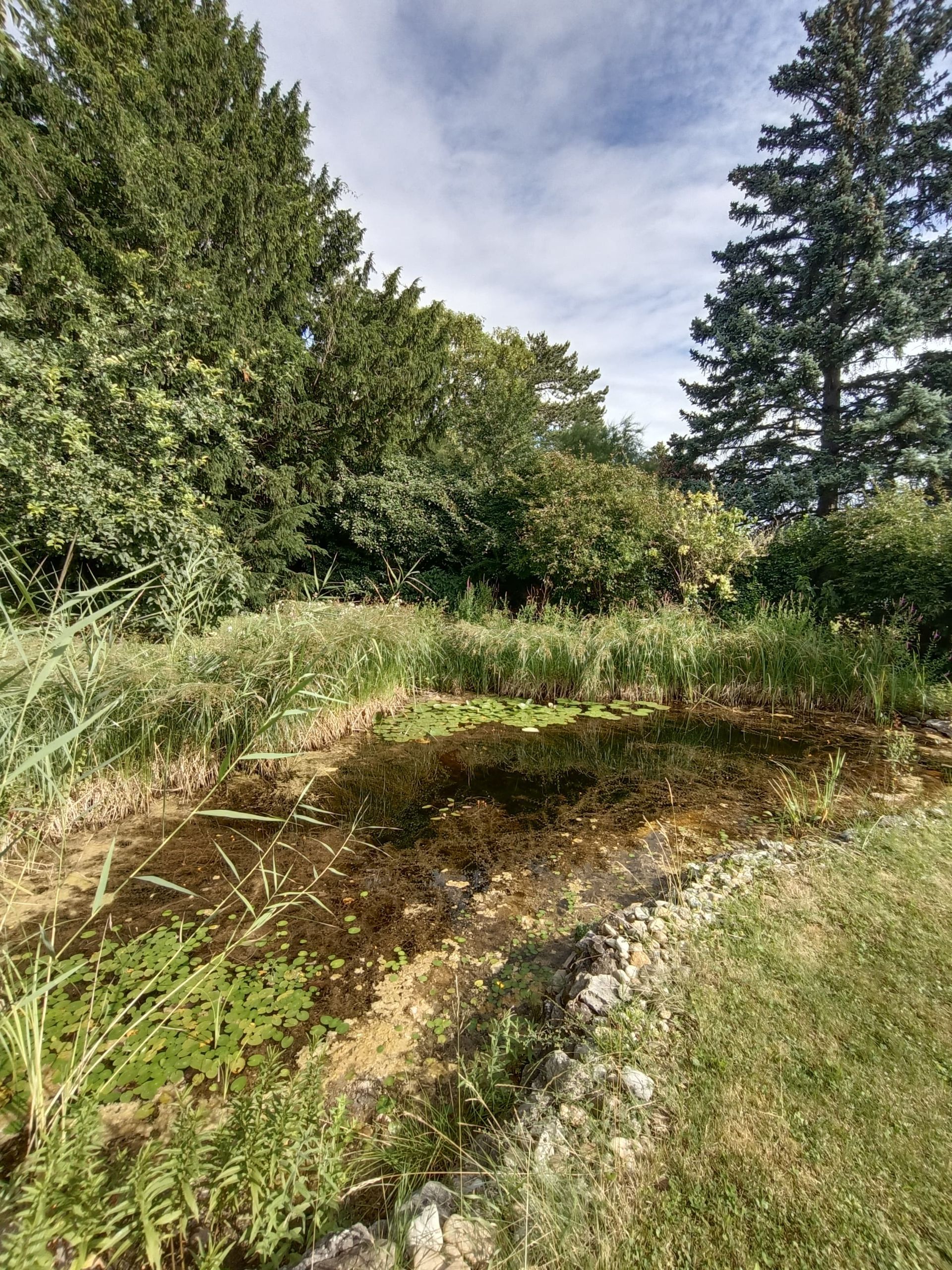 Ein trockener, felsiger Teich mit Betonstufen, umgeben von Gras und Bäumen unter sonnigem Himmel.