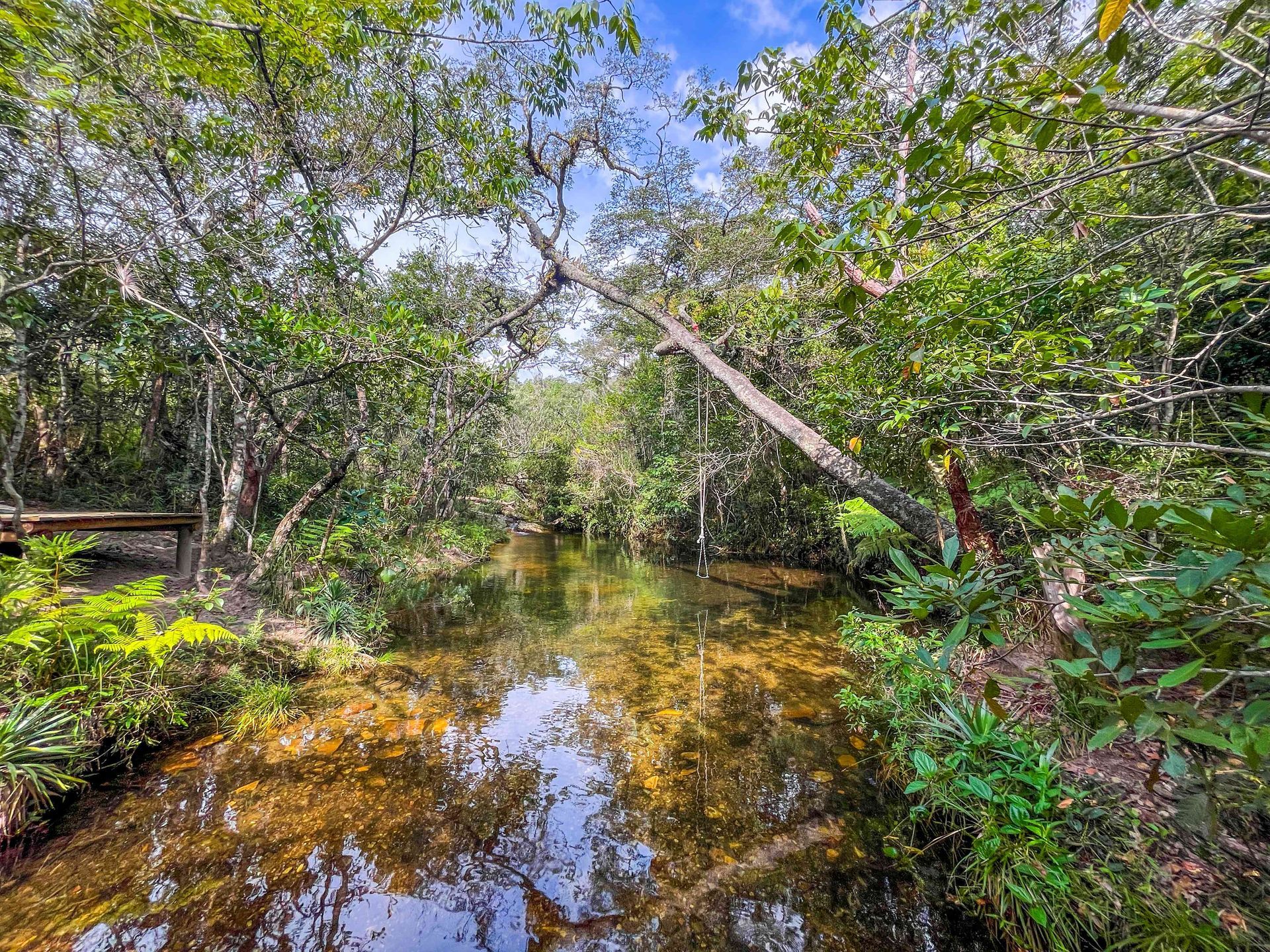 Um riacho raso e cristalino serpenteia por uma floresta verdejante e exuberante, com a luz do sol filtrando-se através das árvores.
