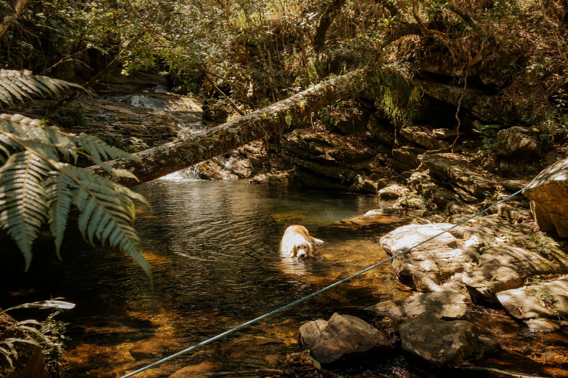 Um cachorro de cor dourada está em um riacho raso na floresta, sob um galho de árvore caído.