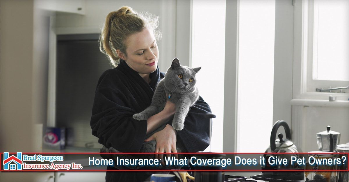 A person in a black robe holds a grey cat in a kitchen