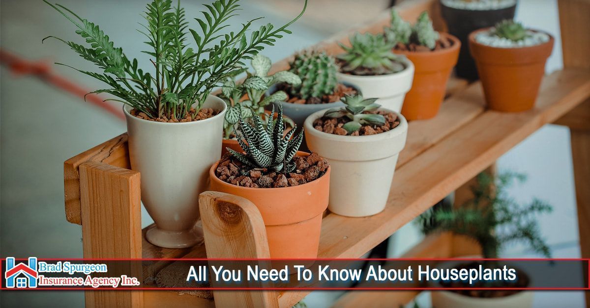 A wooden shelf holding various potted succulent plants and a small fern