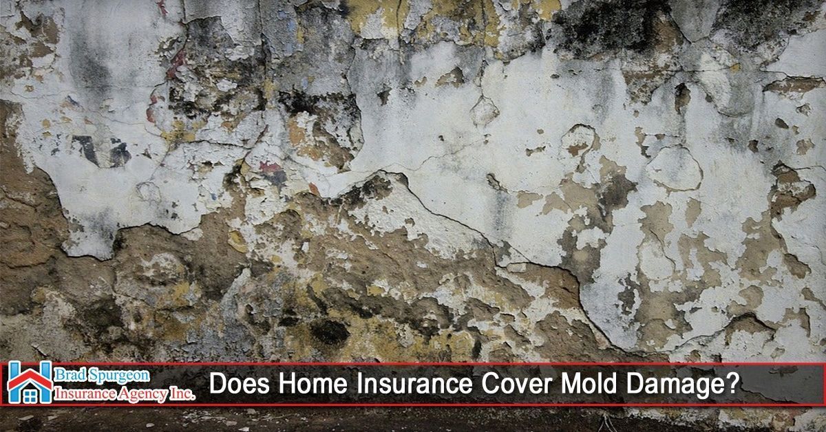 A heavily damaged, peeling wall with mold growth 