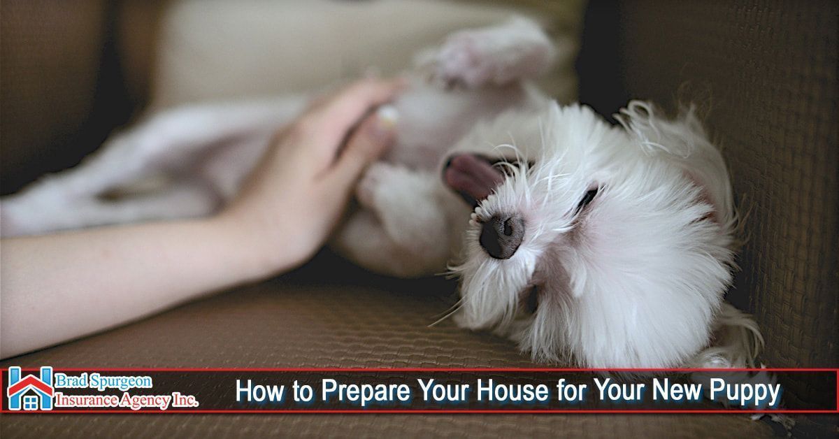 A person petting a small white puppy lying on its back on a couch