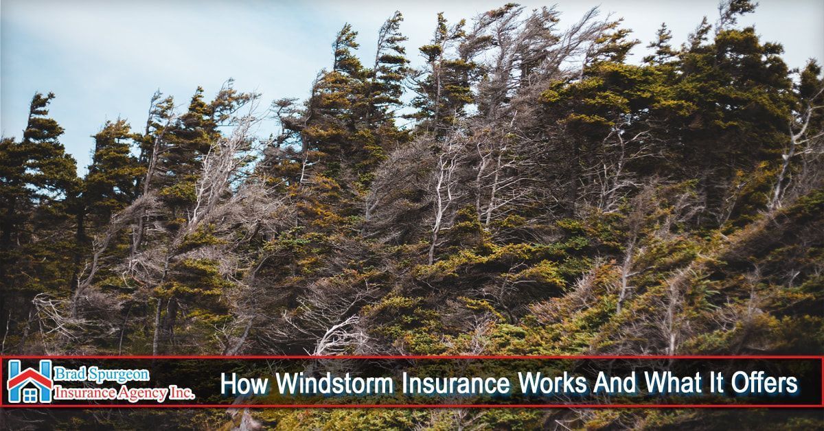 Trees bent by strong winds on a hillside with text overlay,