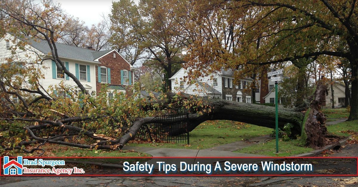 A large tree fallen in a residential yard during a windstorm