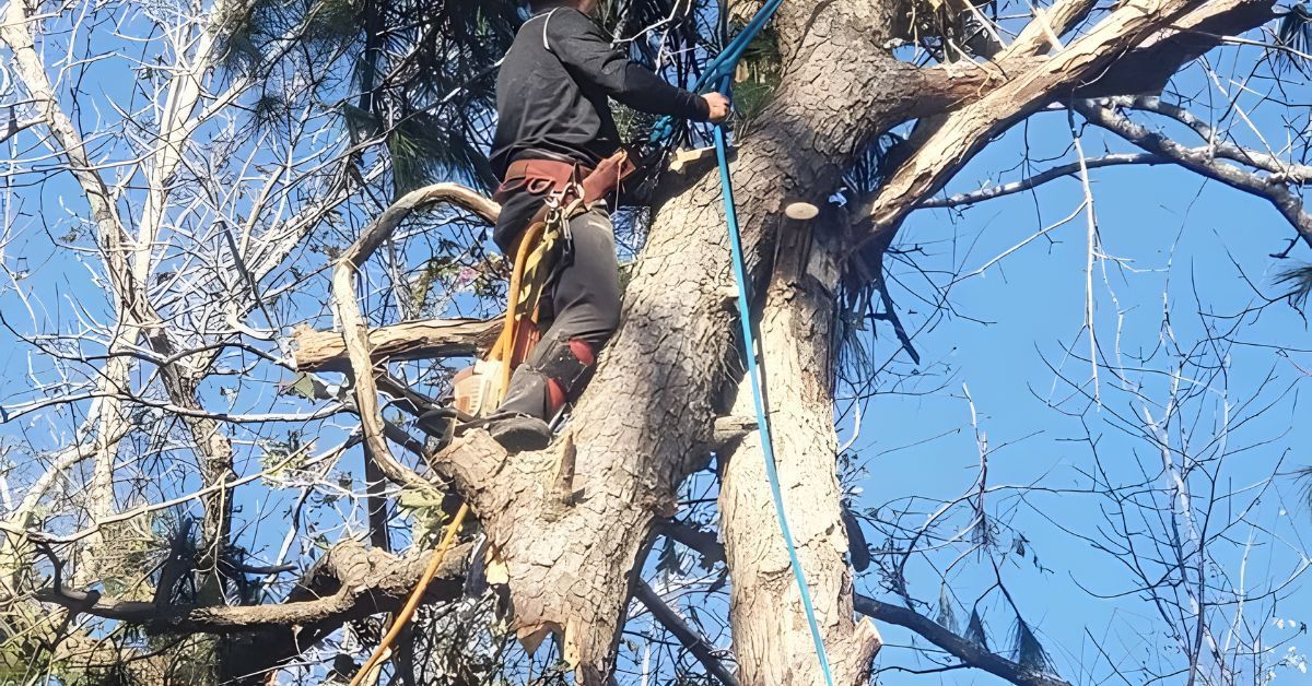 Why You Should Have Your Trees Trimmed During Winter