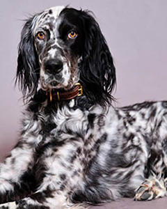 Finnegan O'Connell