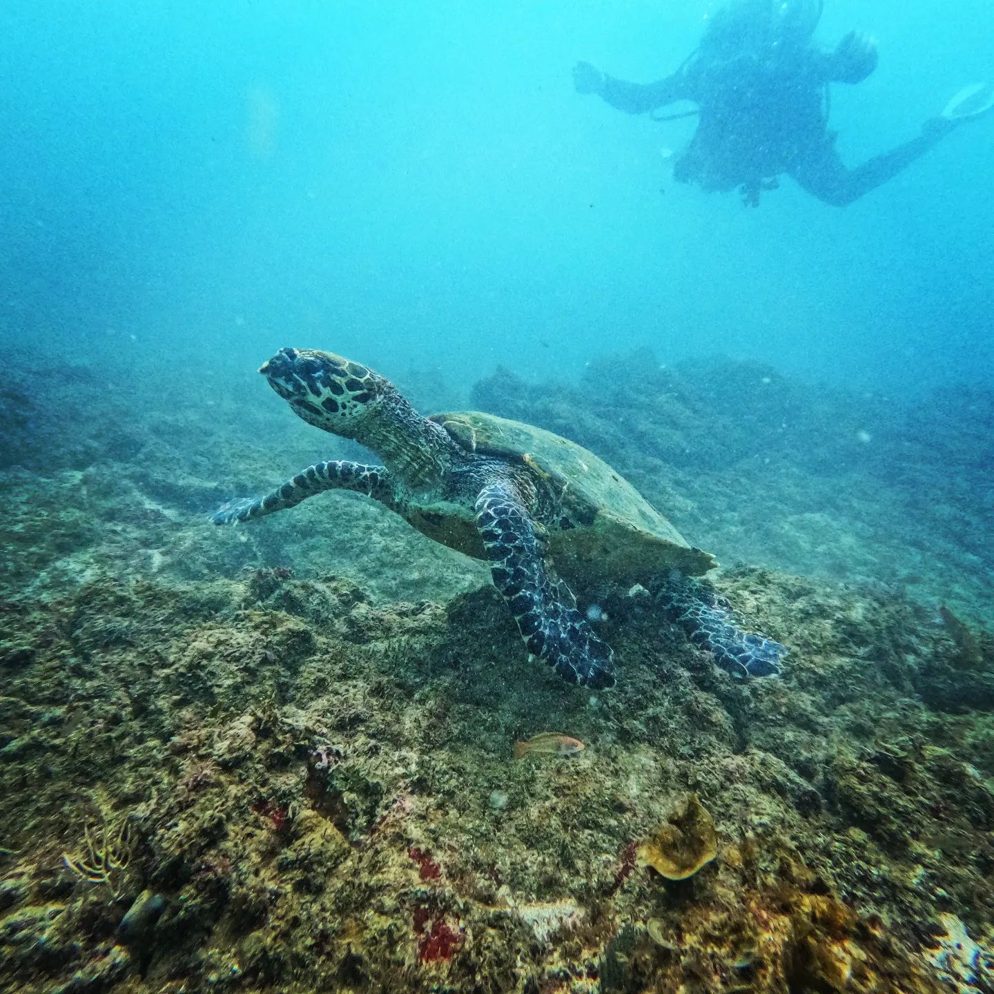 Samara Dive School 3