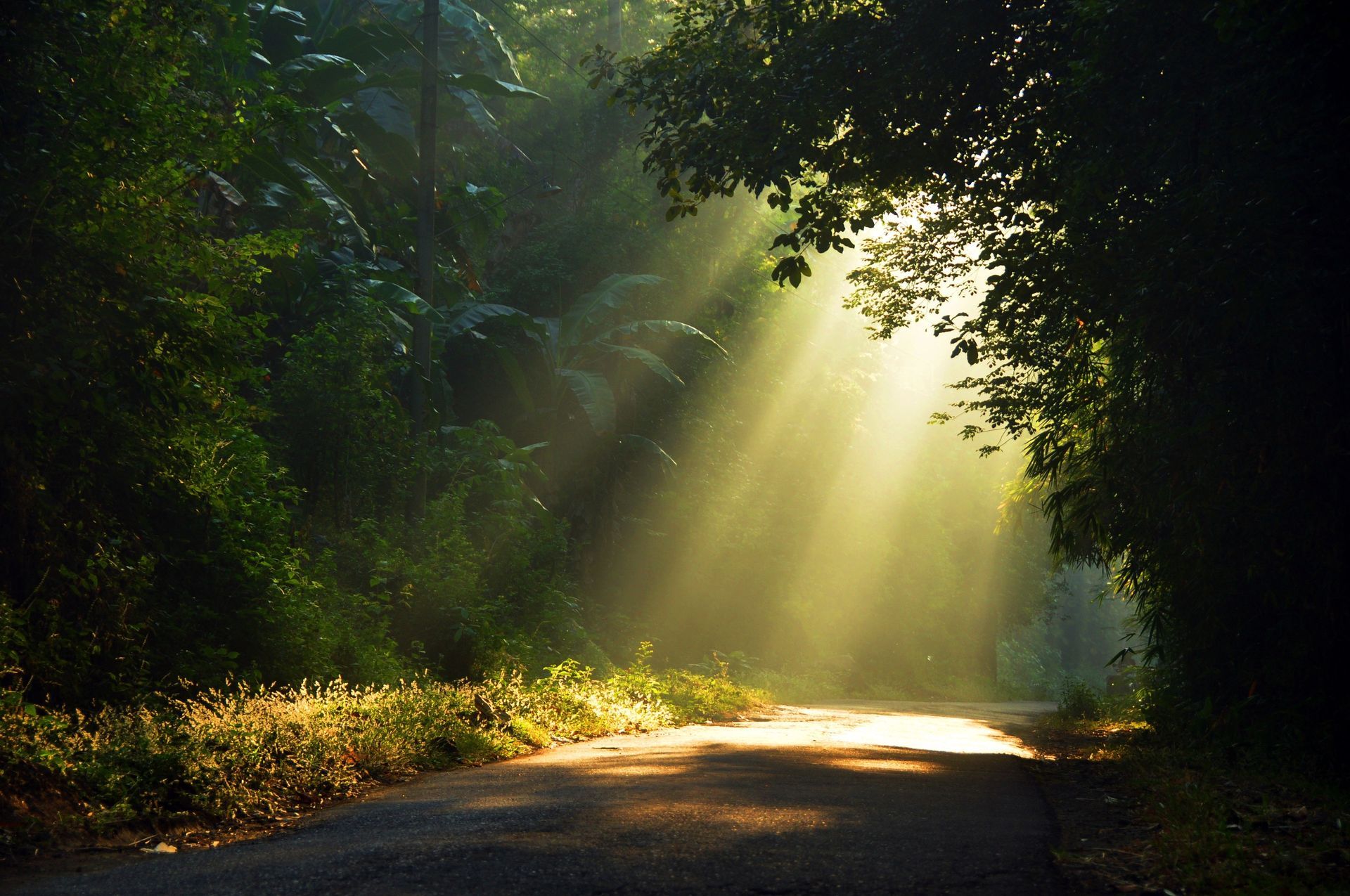 the sun is shining through the trees in the forest