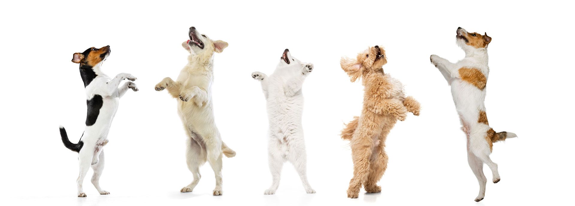 Five dogs standing upright and dancing in a row on a white background.