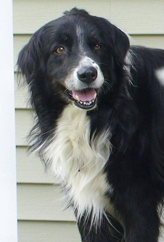Black and white dog standing outdoors, looking at the camera with mouth slightly open.