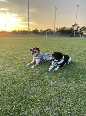 Two dogs lying on grass at sunset on a sports field