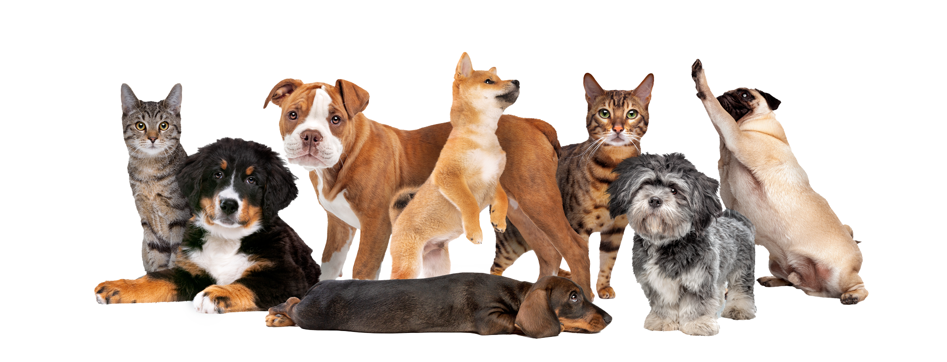A row of cats and dogs sitting and lying together on a white background.