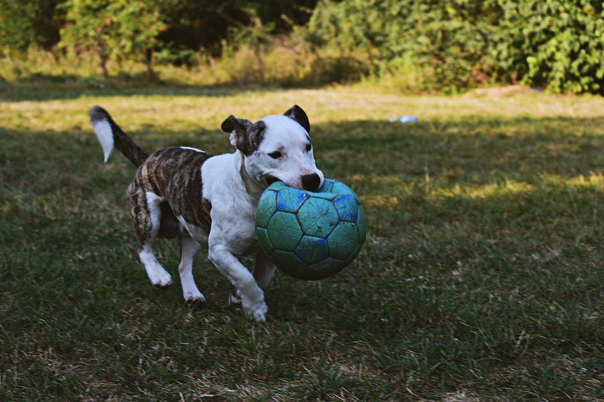A black-and-white dog carrying a blue ball on grass in a sunny park