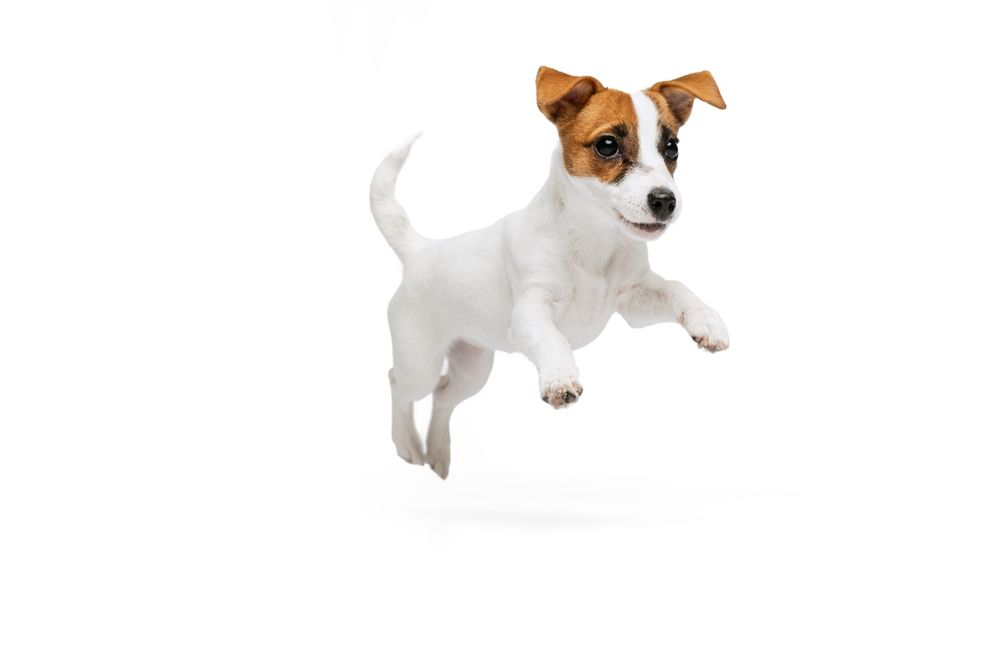 Small white and brown dog jumping on a white background