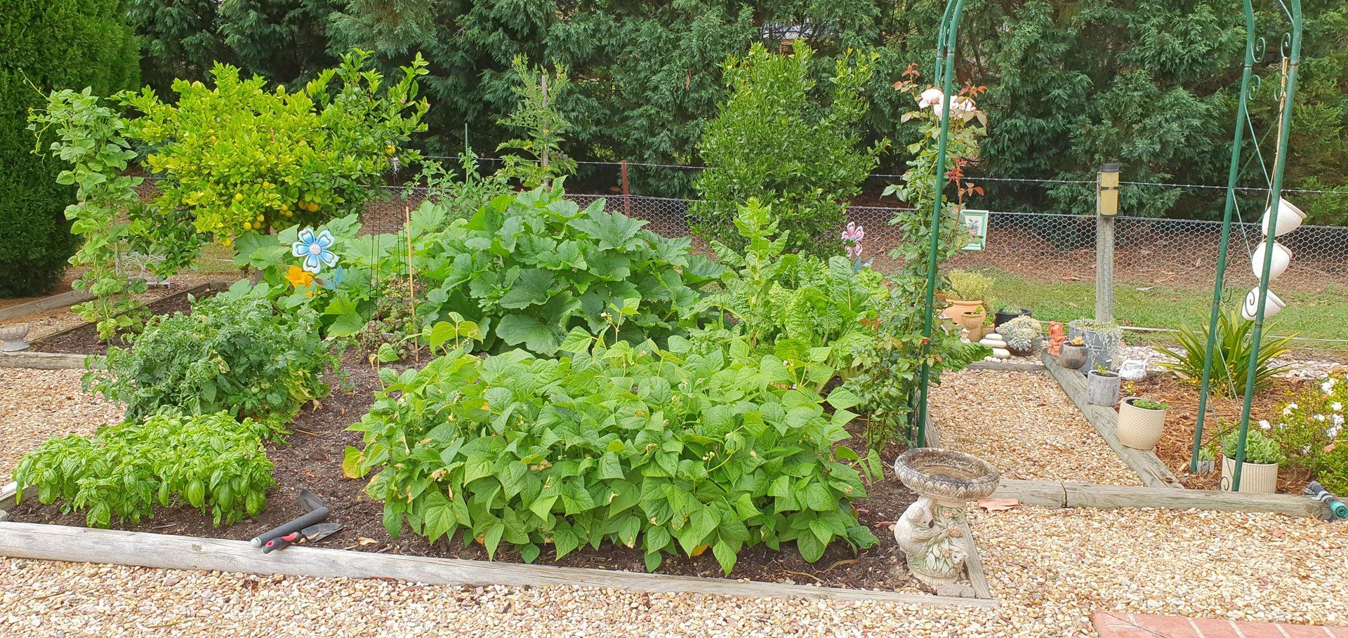 Trellis and Plants | Tahmoor, Nsw | Mark’s Landscape Supplies