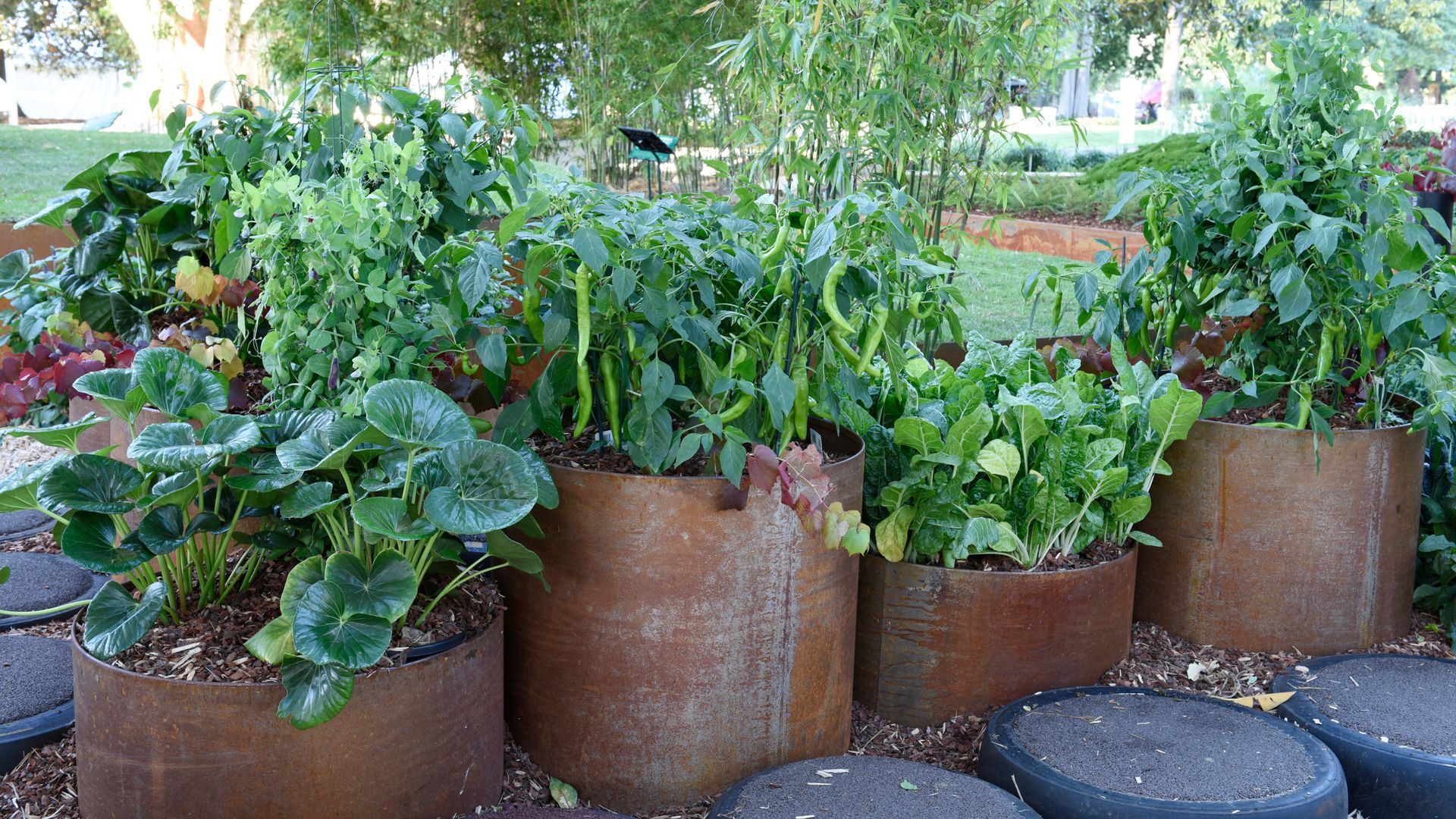 Vegetable plants, including strawberries and peppers, growing in rusty-colored fabric pots in a garden setting.