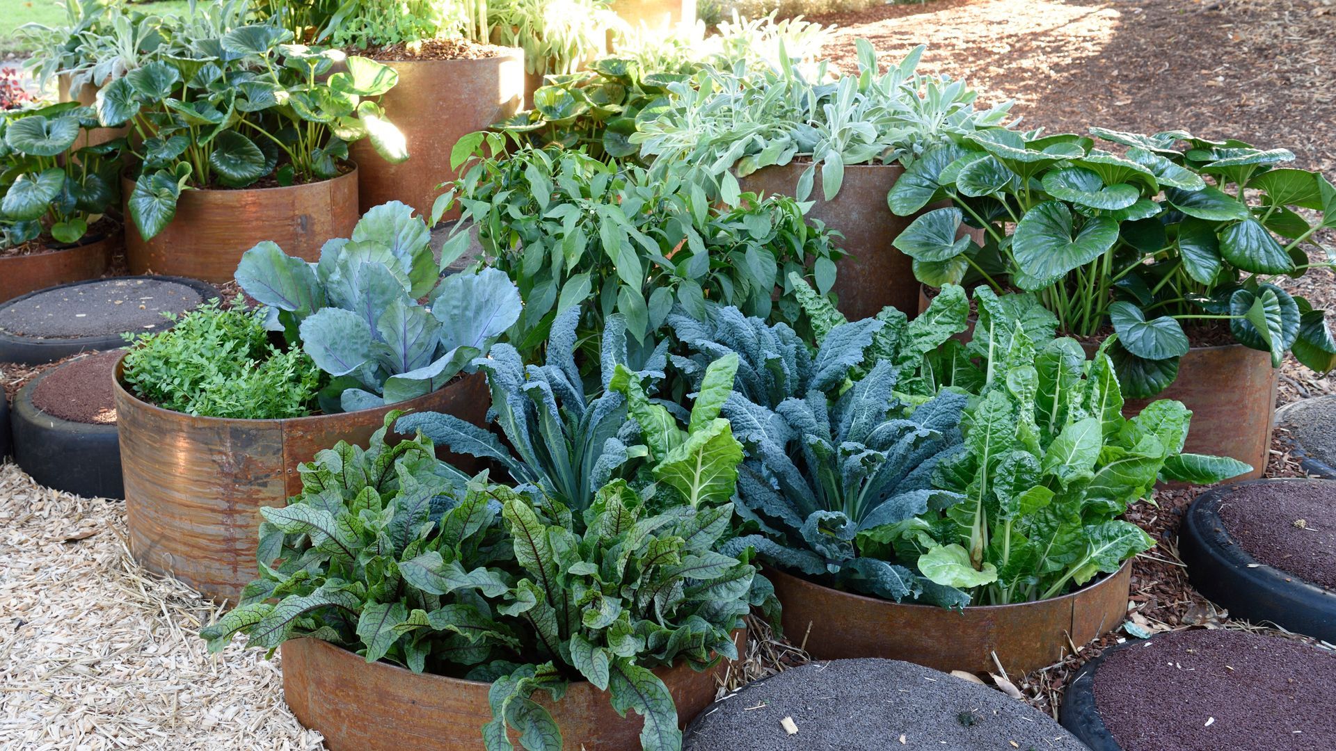 Vegetable garden in rusty metal containers, surrounded by stepping stones and gravel.