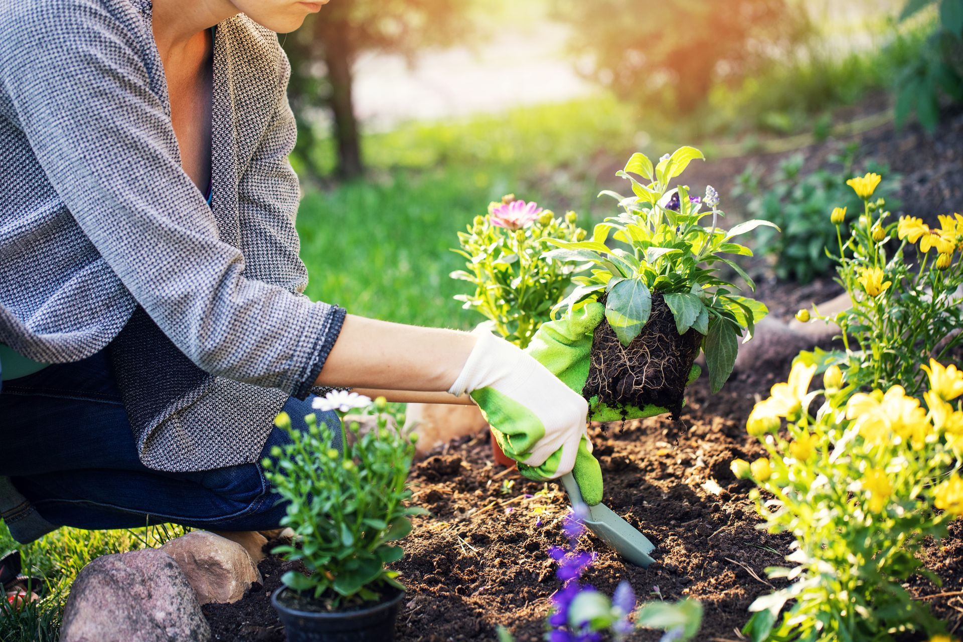 A woman planting summer flowers in a home garden bed. A woman planting summer flowers in a home garden bed.