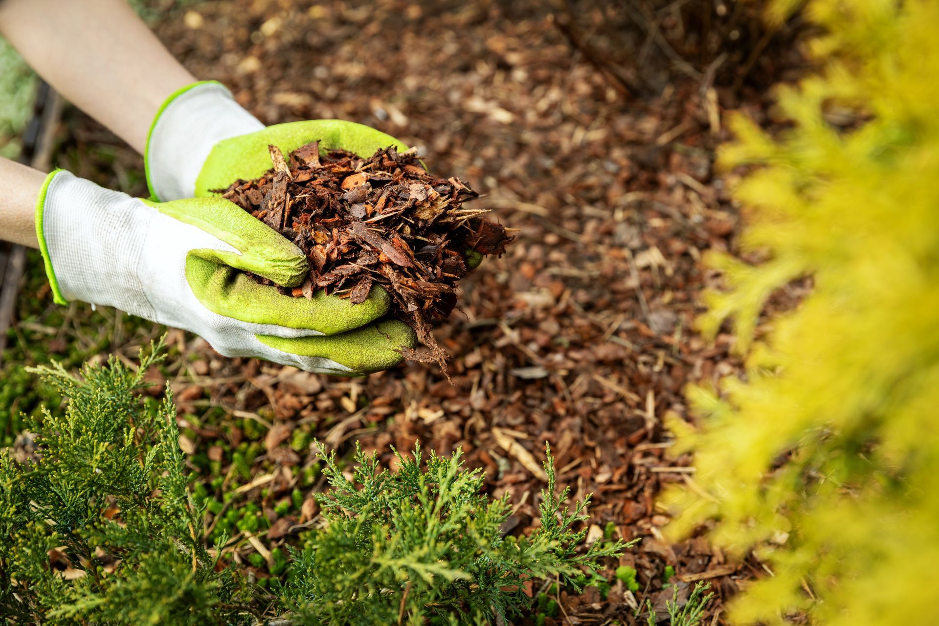 A pair of gloved hands mulching a garden conifer bed with pine tree bark mulch. A pair of gloved hands mulching a garden conifer bed with pine tree bark mulch.