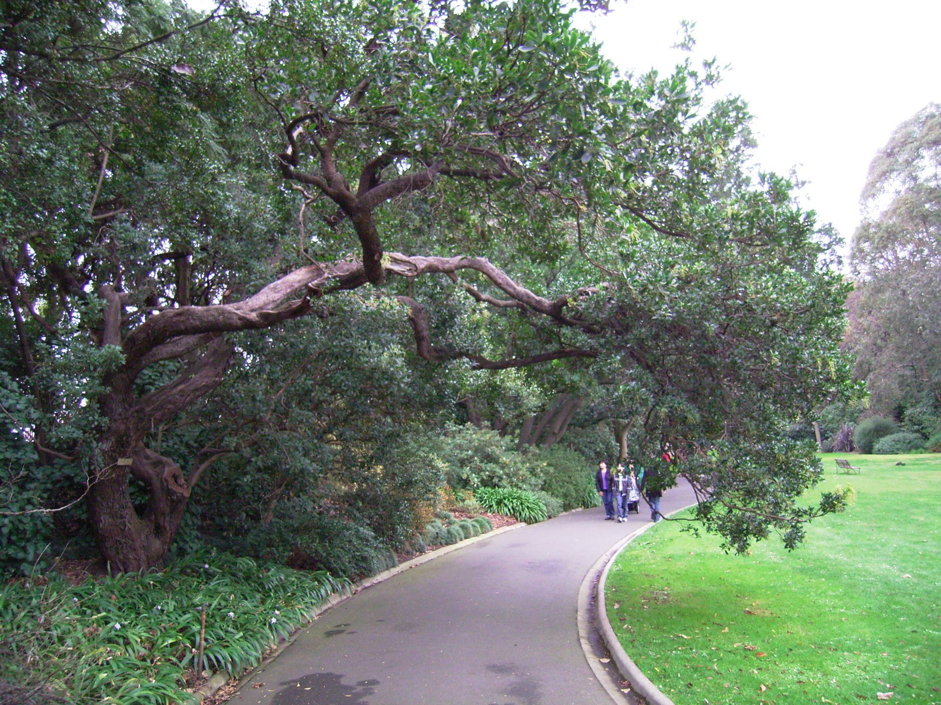 A tree with a large, arching branch over a curved pathway in a park; people walking.