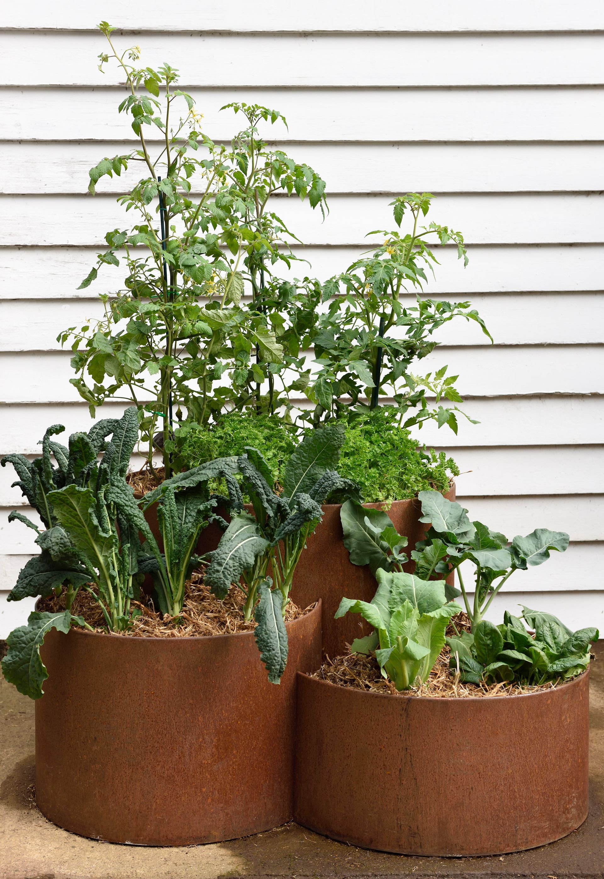 Vegetable garden in three tiered brown planters with tomato plants and kale against a white wall.