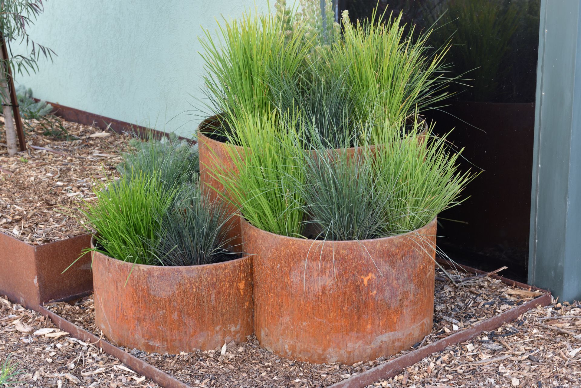 Three cylindrical rusted planters with green plants, set on wood chips against a building.