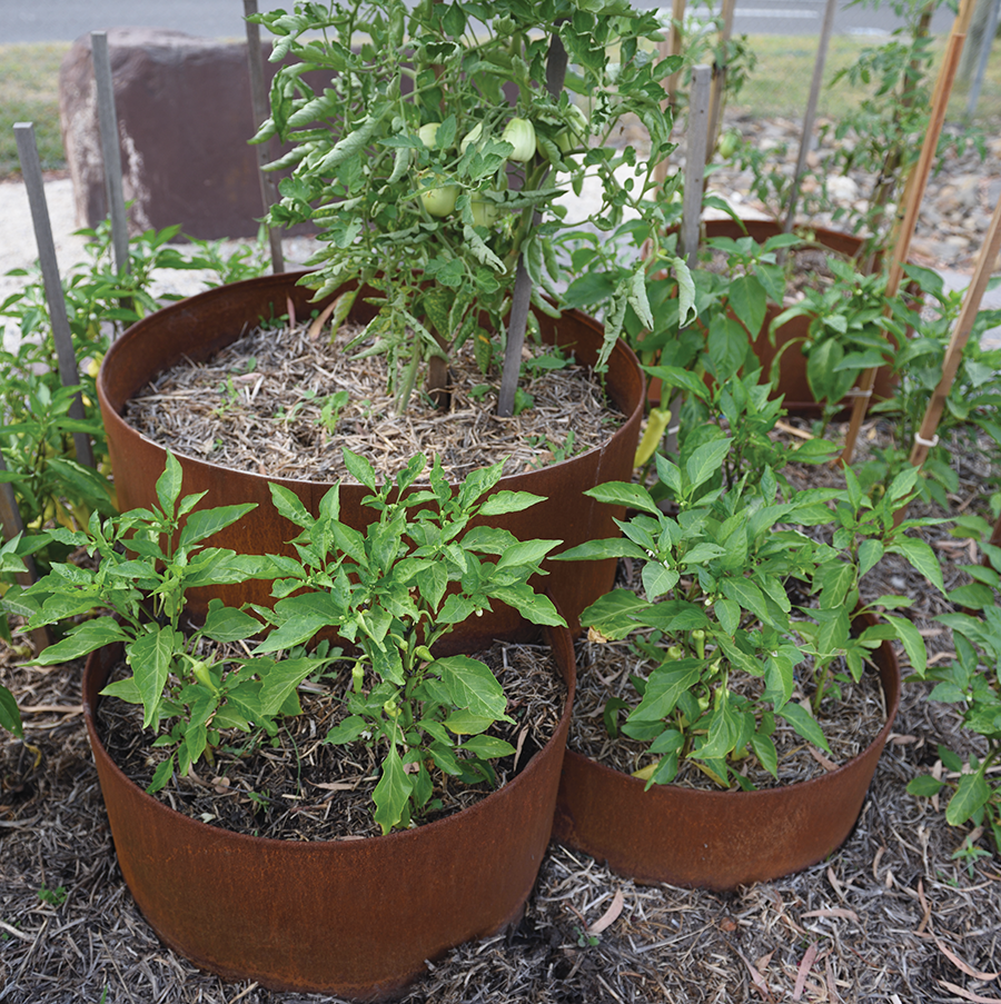 Rusty metal planters with tomato and pepper plants.