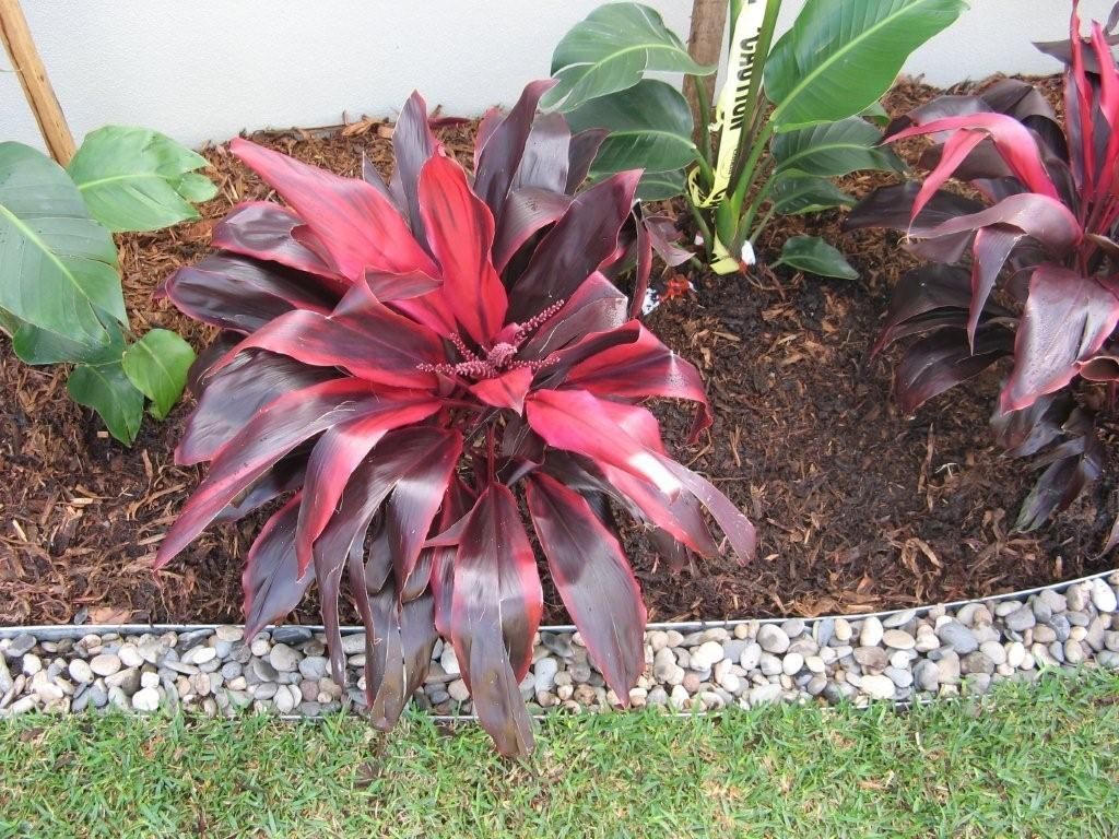 Red and dark burgundy Cordyline plant in a garden bed with mulch and stones, green grass visible.