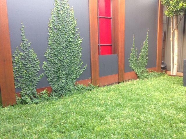 Green ivy climbs a dark gray wall with a red accent, next to a grassy lawn and wooden posts.
