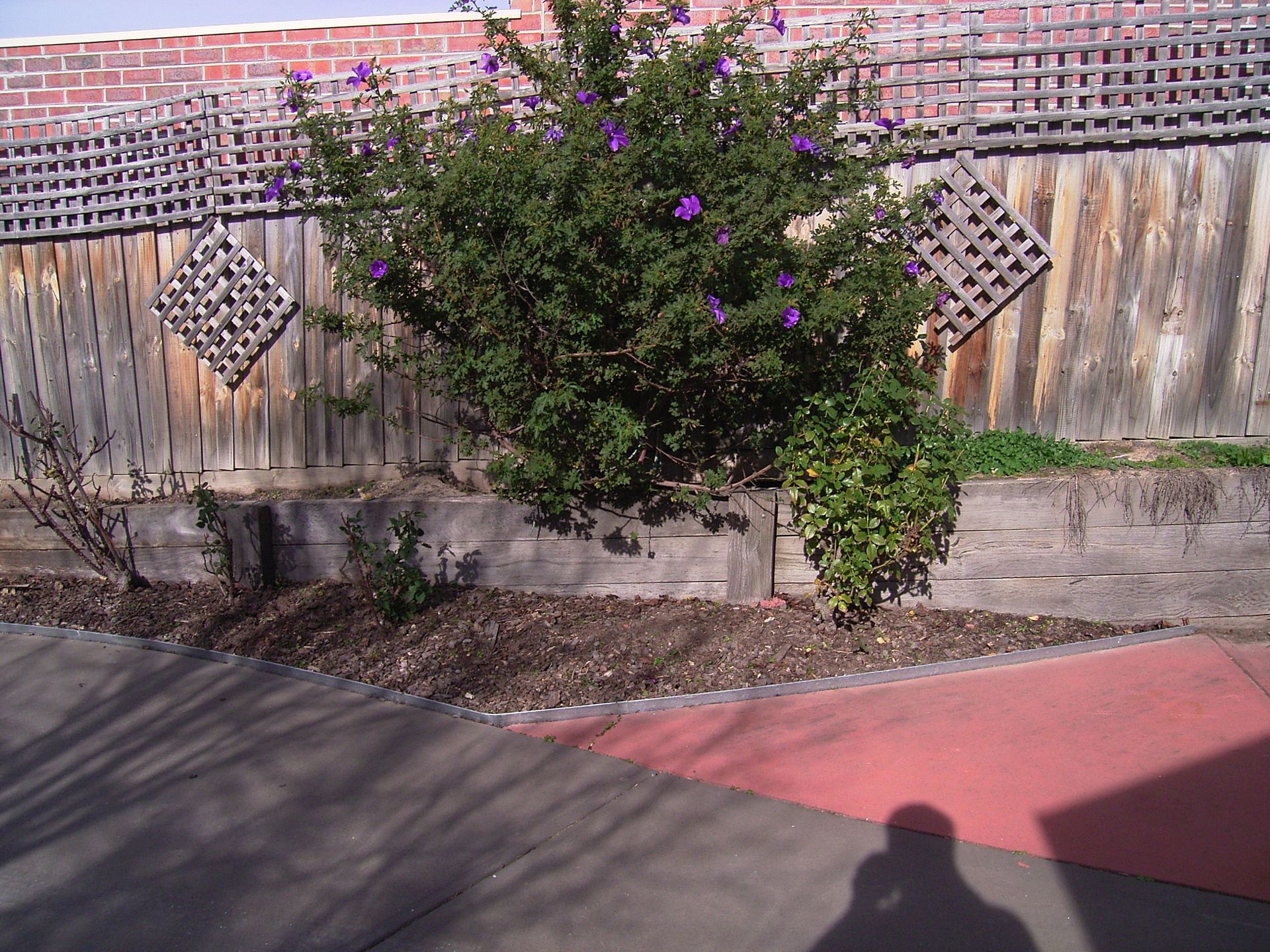 A shrub with purple flowers in front of a wooden fence with decorative diamond trellis.