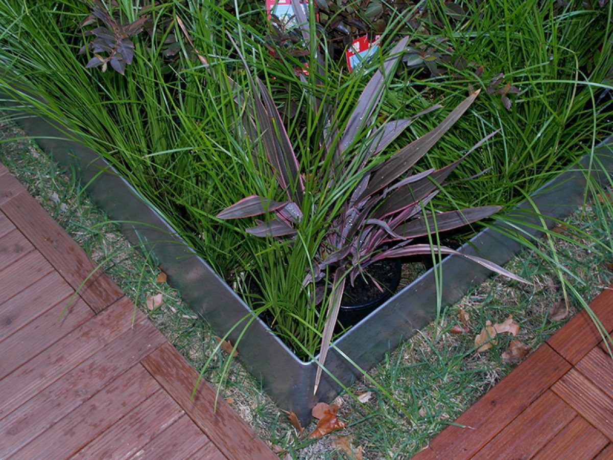 Garden bed with metal edging, surrounded by red brick and greenery; contains a dark purple plant.