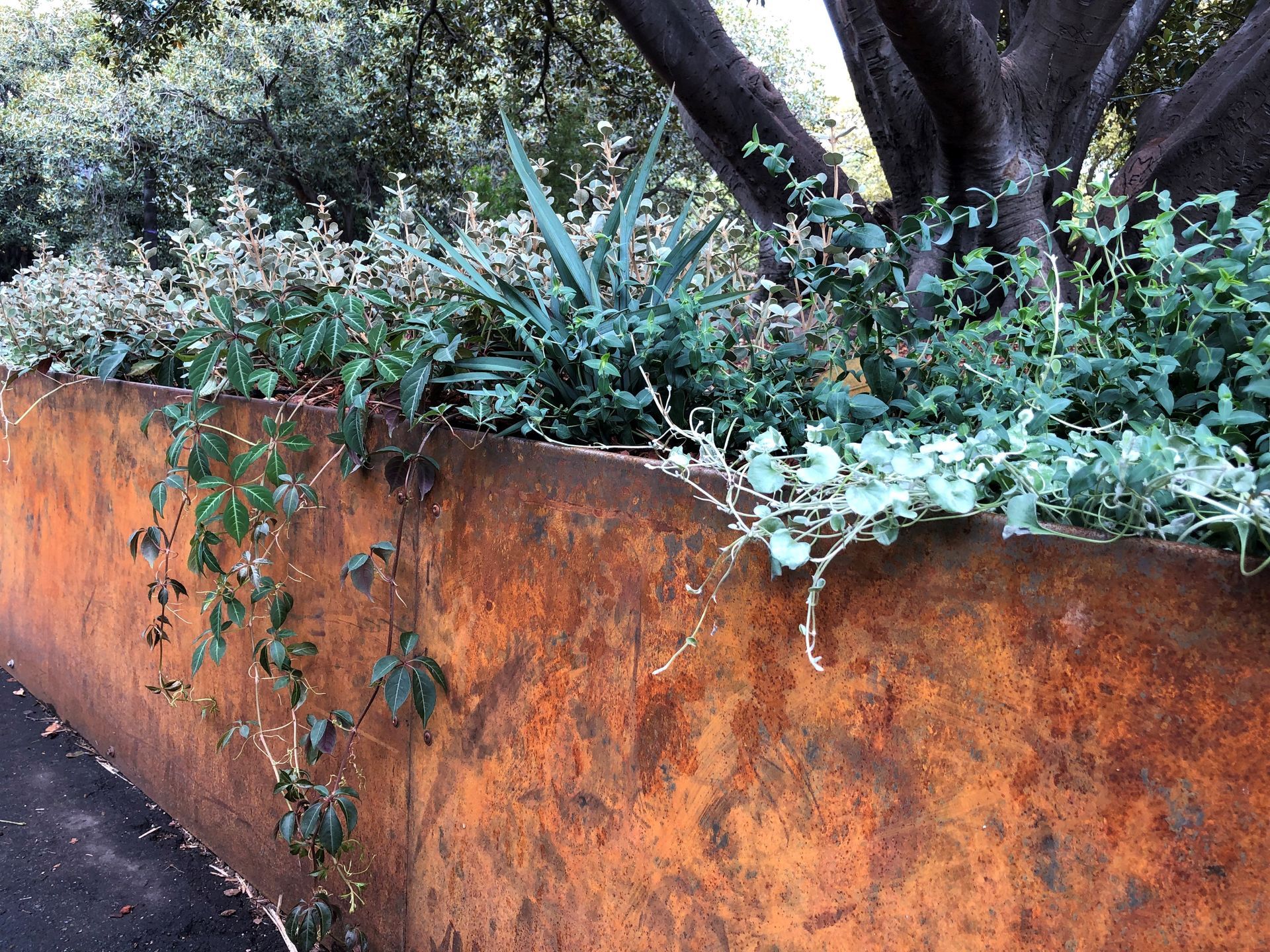 Rusty metal planter box with various green plants.