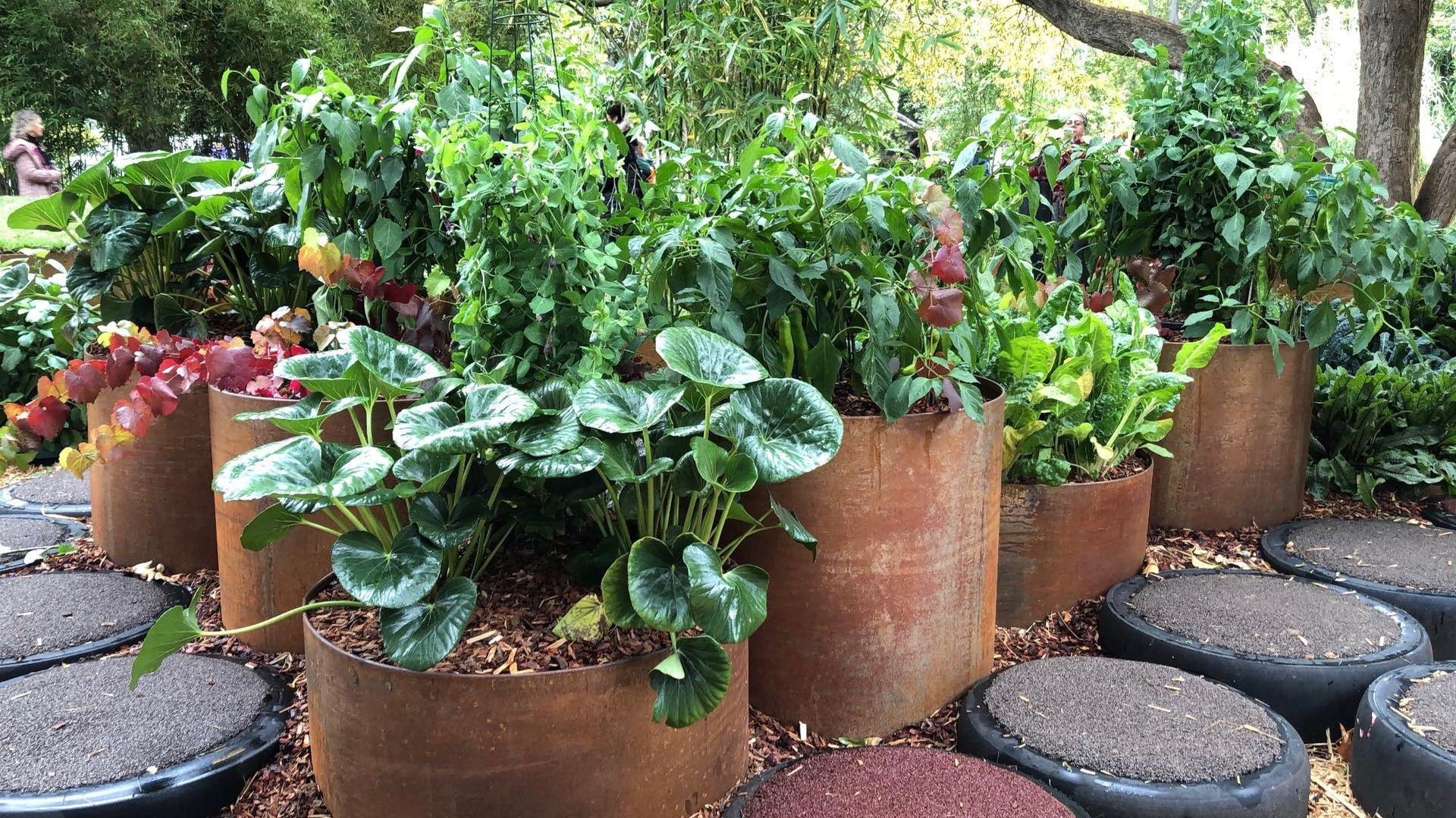 Metal planters filled with leafy green plants and colorful mulch; stepping stones in foreground.