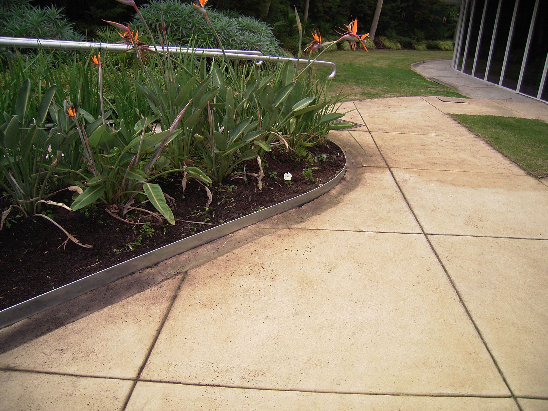 Plant bed with Bird of Paradise flowers next to a concrete sidewalk. A metal edge borders the bed.
