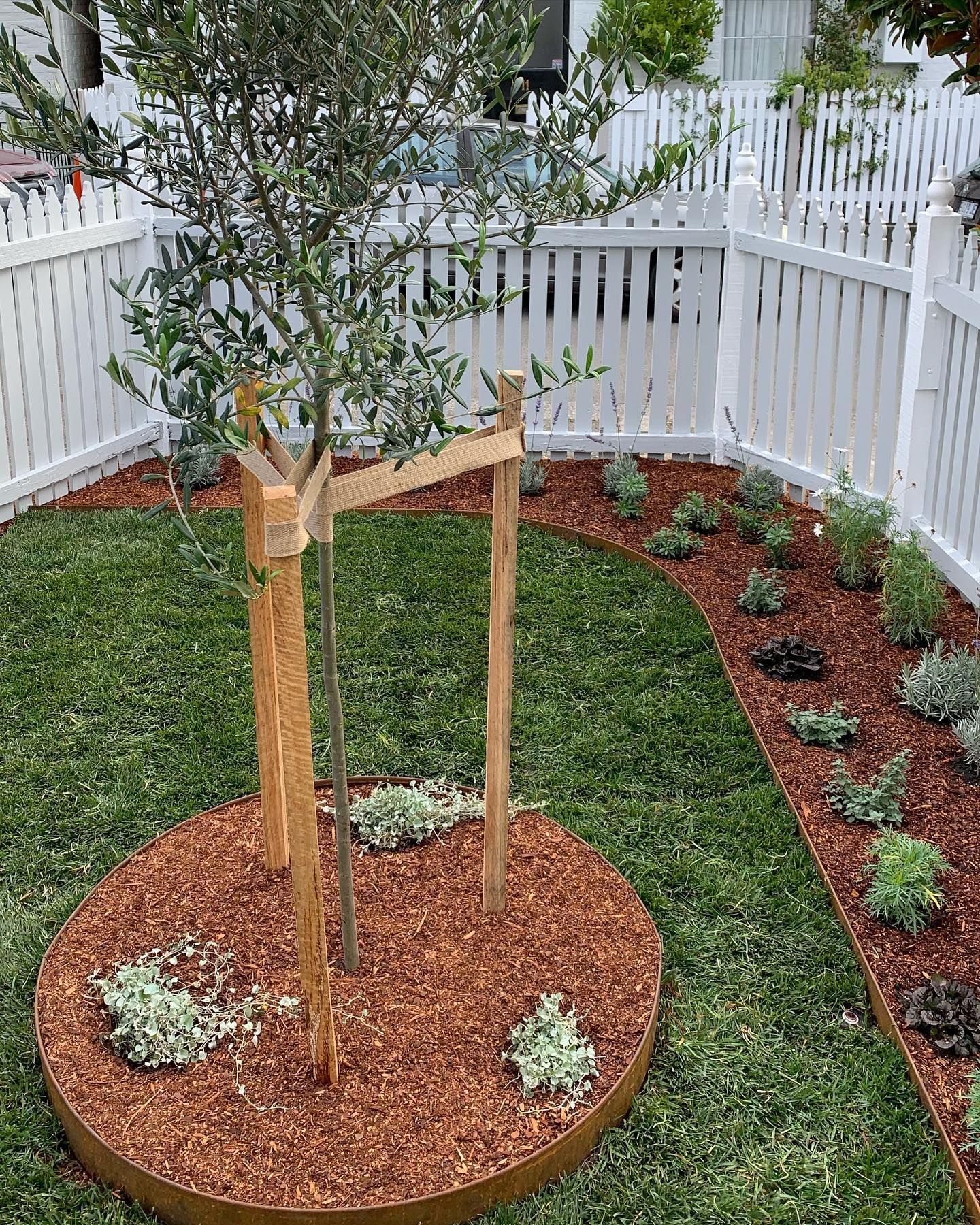 Olive tree with wooden support, mulched bed, and white picket fence in a yard.