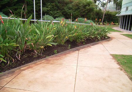 Pathway with garden bed of tall green plants, next to a building.