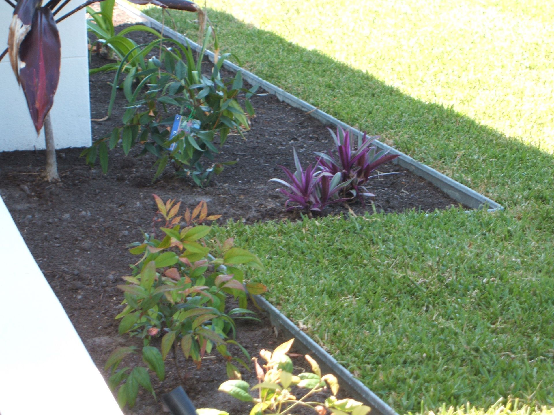 A garden bed with lush green grass, dark soil, and various plants, edged by metal.