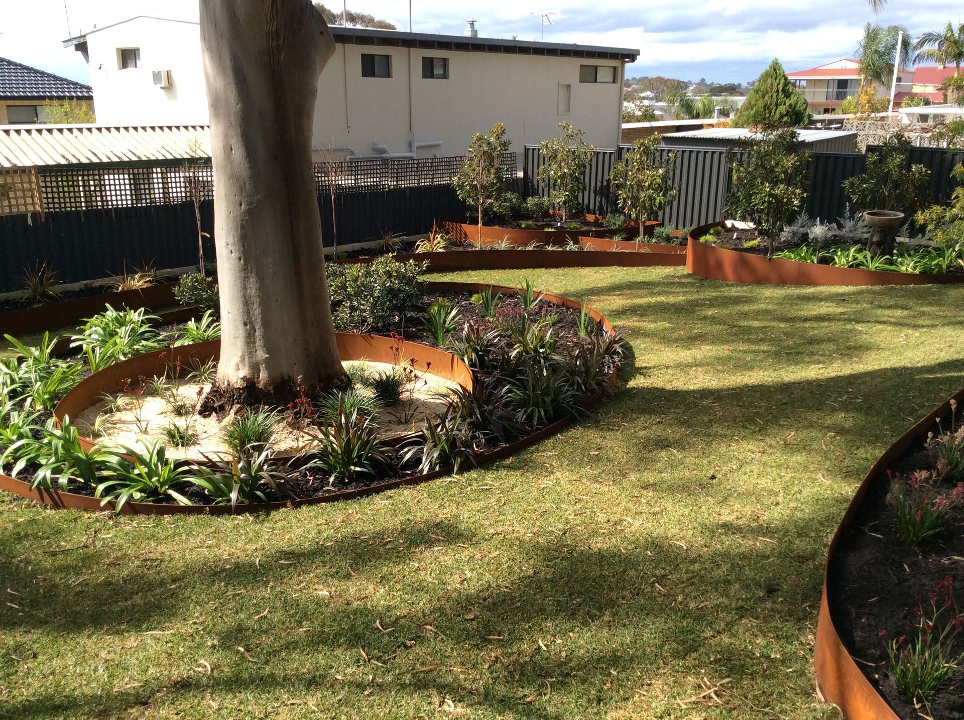 A backyard with a large tree, circular garden beds edged with rusted metal, and green grass.