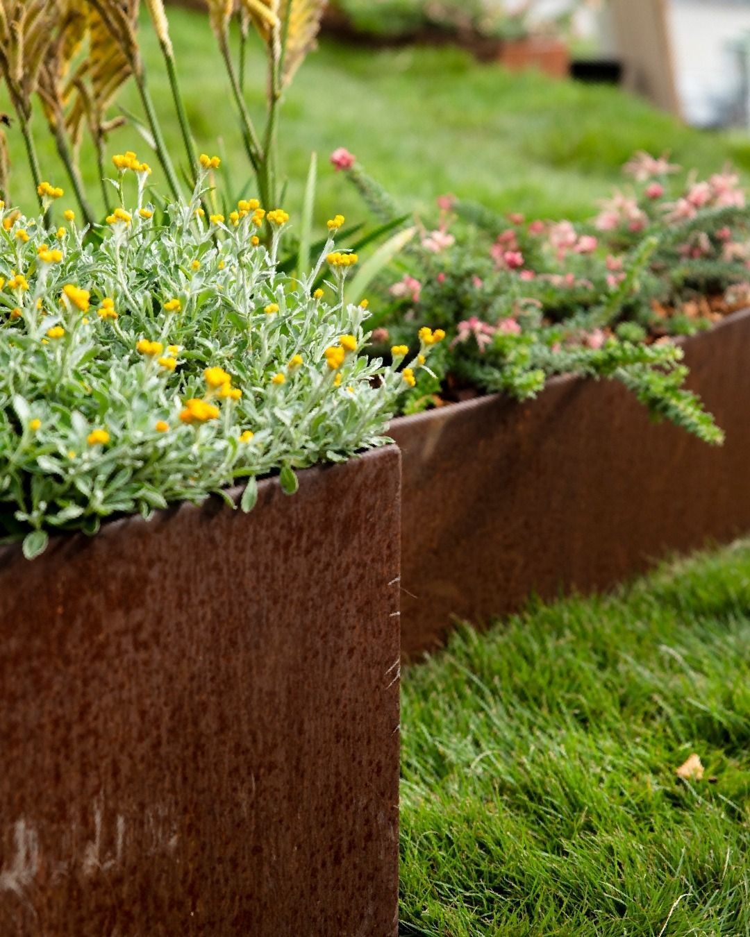 Rusty metal planters holding yellow and pink flowers, bordered by green grass.