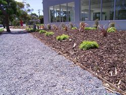 Gravel path next to a mulched garden bed with small plants in front of a building with large windows.