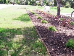 A landscaped bed of dark mulch with green and red plants next to a grassy lawn.