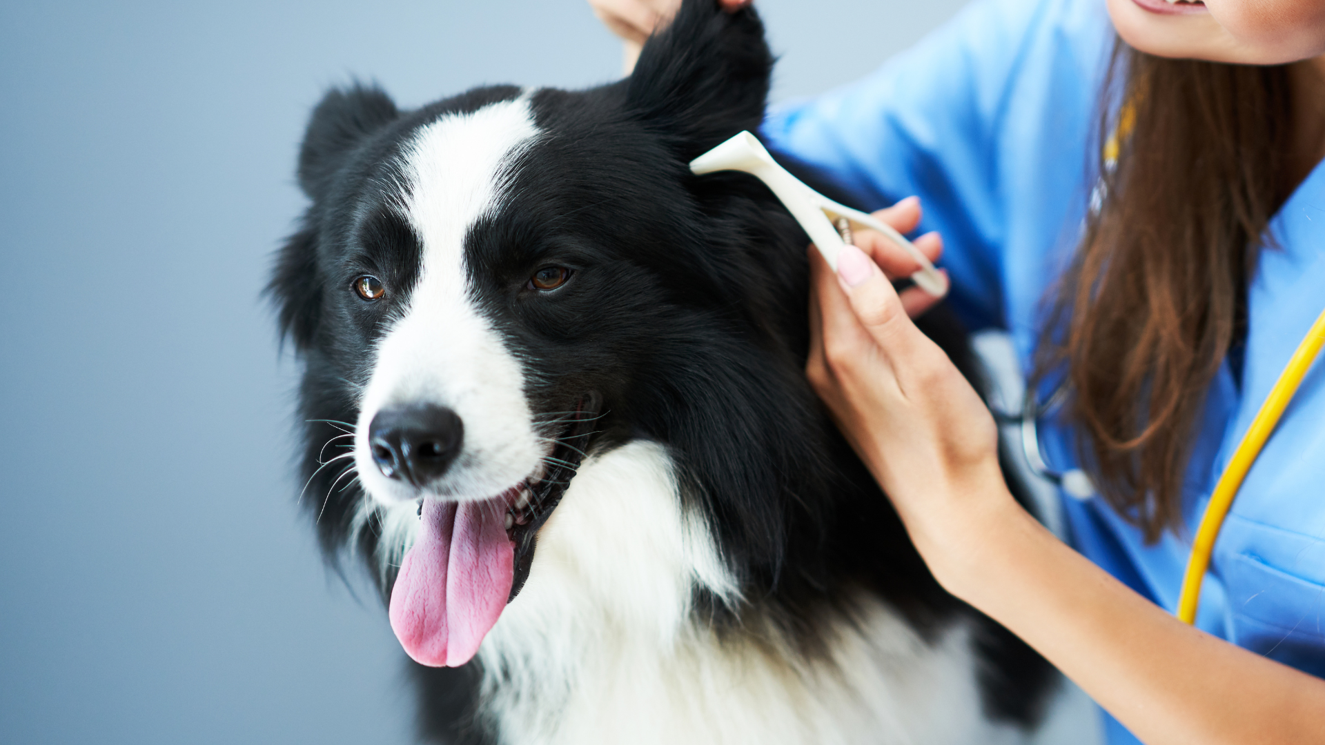 Vet examining a black and white dog's ear with a tool. The dog has its tongue out, in a medical setting.