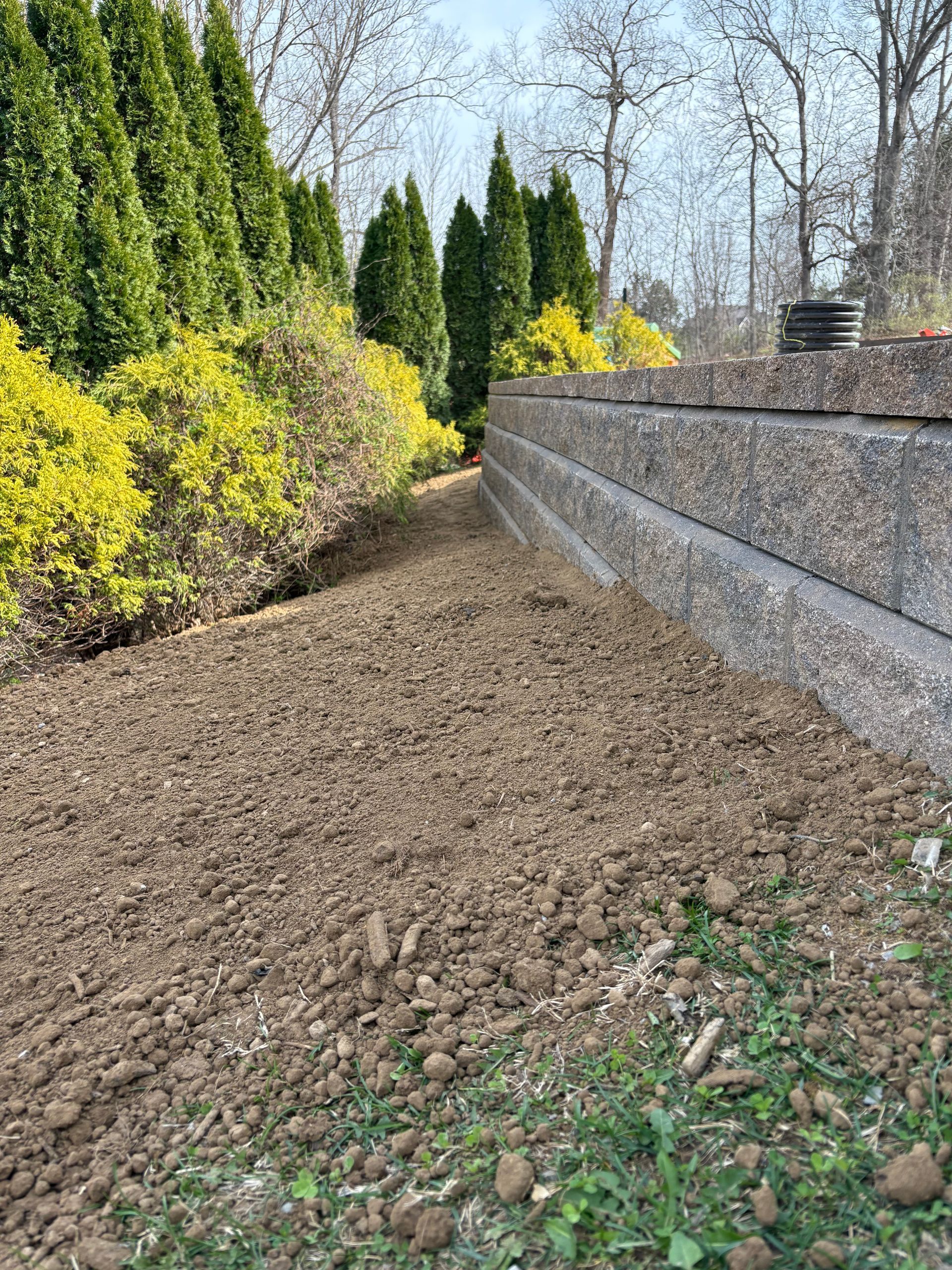 Freshly tilled garden bed beside a stone wall, with evergreen hedges and yellow shrubs along the path