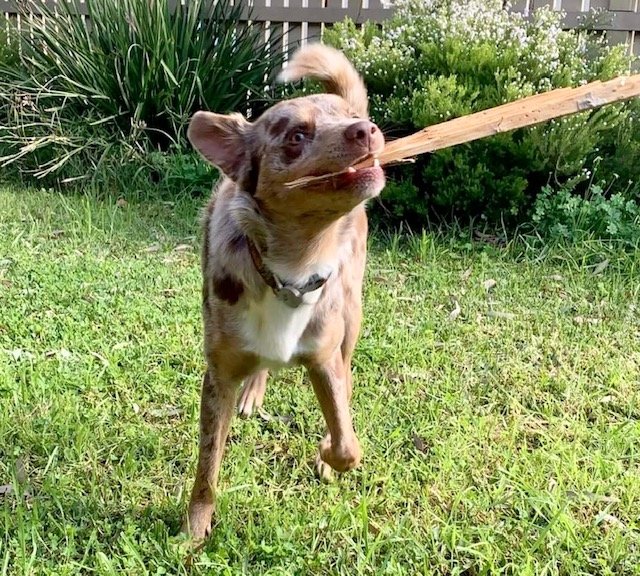 About Buddy's Bites Raw Pet Food Adelaide Hills