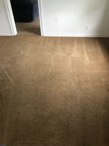 Brown carpet in a room with white walls, showing cleaning marks and a doorway to another room.